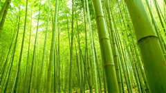 bamboo forest. bamboo forest.